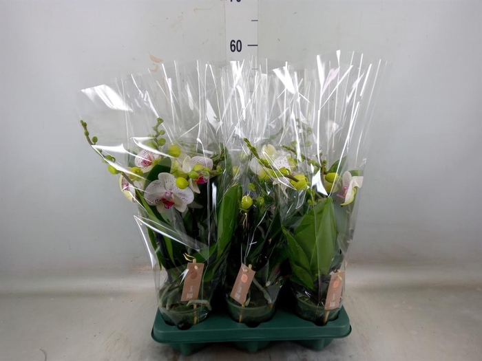 <h4>Phalaenopsis 'SpiritWhite Special'</h4>