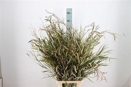 <h4>Grevillea Natuur 200 Gram</h4>