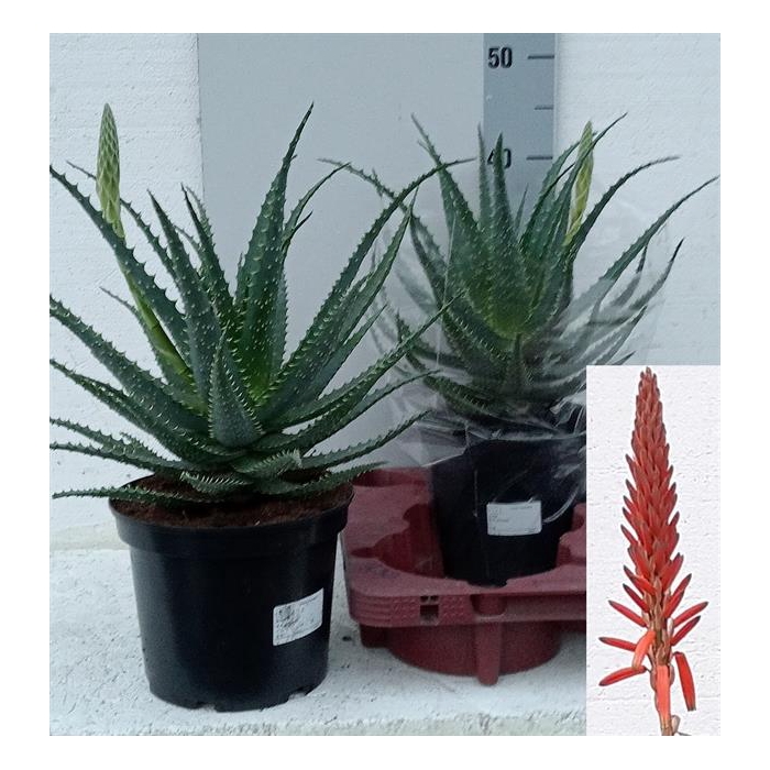 <h4>Aloe Arborescens (Cites) 19Ø 60cm</h4>