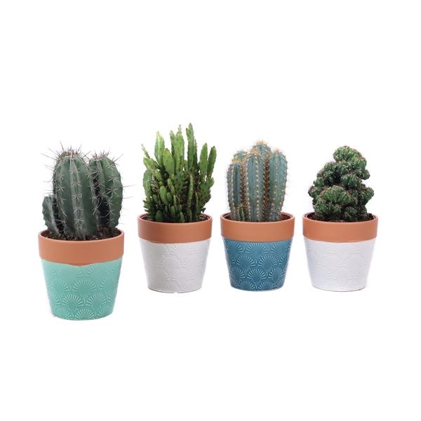 <h4>Cactus mix 12cm in cascais sierpot</h4>