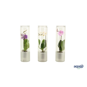 Small Cilinder Frosted Tiny Dolls Mix 1T7+ Aqu@