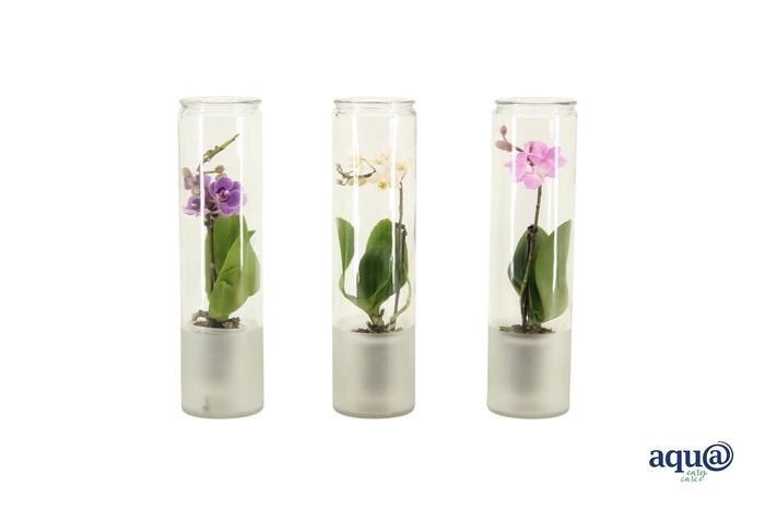 <h4>Small Cilinder Frosted Tiny Dolls Mix 1T7+ Aqu@</h4>