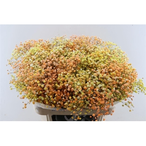 Gyps Pa. Disco Miami