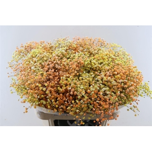 Gyps Pa. Disco Miami