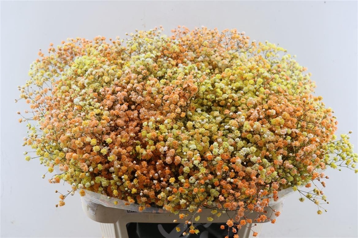 <h4>Gyps Pa. Disco Miami</h4>