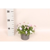 Viola cornuta 13 cm Trio Blue, White, Pink