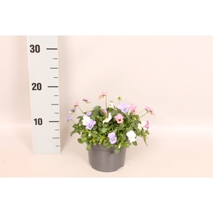 Viola cornuta 13 cm Trio Blue, White, Pink