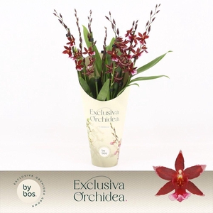 Barrocco Red, 7+ spike 'Exclusiva Orchidea' Potcover
