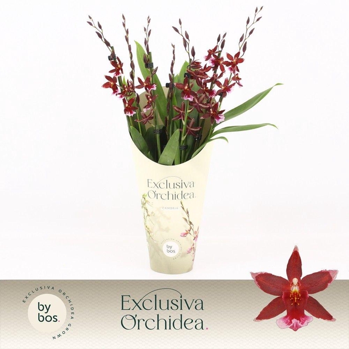 <h4>Barrocco Red, 7+ spike 'Exclusiva Orchidea' Potcover</h4>