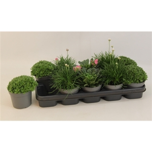 Vaste Planten mix 12 cm