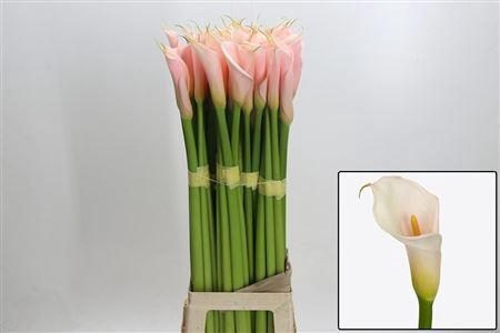 <h4>Zant Ae Eyd Salmon</h4>