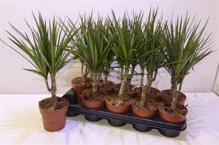 <h4>arr8 Dra Marginata</h4>