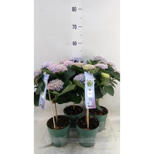 Hydrangea mac. 'Magical Revolution'