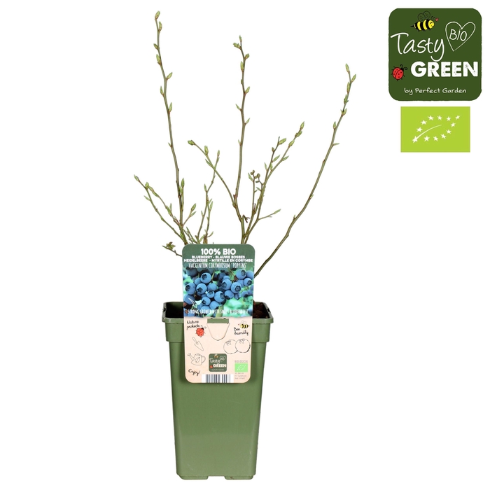 <h4>Vaccinium corymbosum 'Hortblue Poppins' Bio P19</h4>