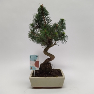 Pinus Sylvestris Bonsai 'Traditional' 20 cm