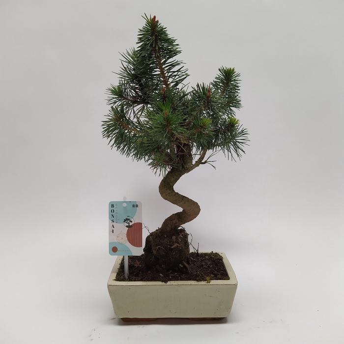 <h4>Pinus Sylvestris Bonsai 'Traditional' 20 cm</h4>