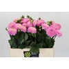 Dahlia Wizard of Oz
