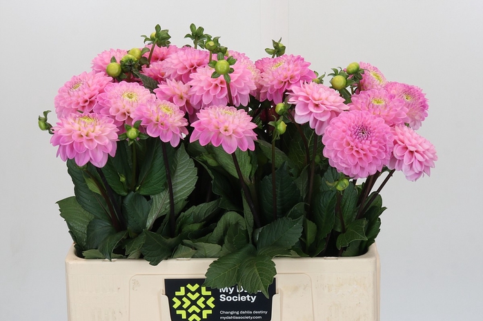 <h4>Dahlia Wizard of Oz</h4>