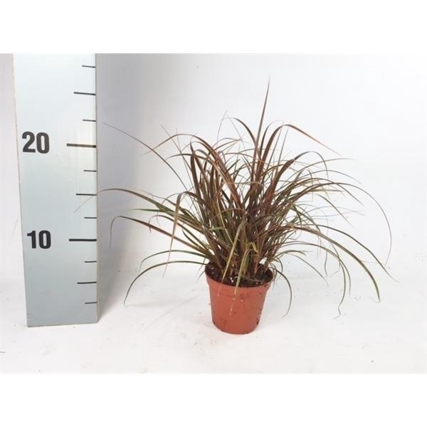 <h4>Uncinia 'Everflame' p8</h4>