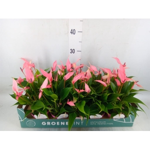 Anthurium andr. 'Lilli'