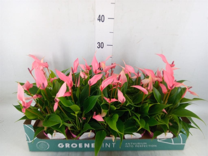 <h4>Anthurium andr. 'Lilli'</h4>