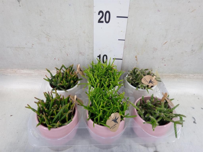 <h4>Rhipsalis   ...mix</h4>