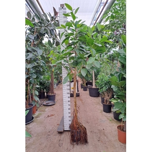 Ficus altissima