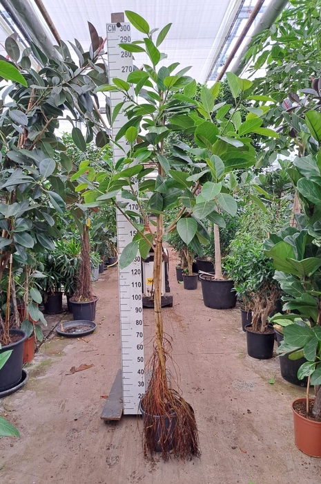 Ficus altissima