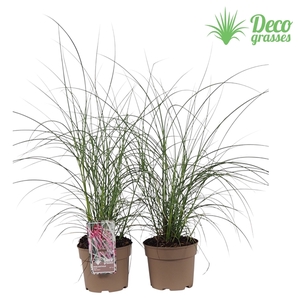 Miscanthus sinensis 'Silver Cloud'®