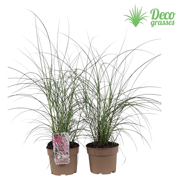 <h4>Miscanthus sinensis 'Silver Cloud'®</h4>