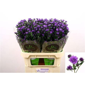 Aster Astee Dark Milka