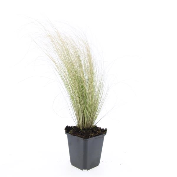 <h4>Stipa tenuissima 'Ponytails'</h4>