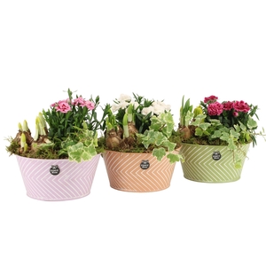 11364: Outdoor spring arrangement