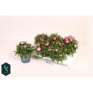 XEROCH BR CRIS PINK