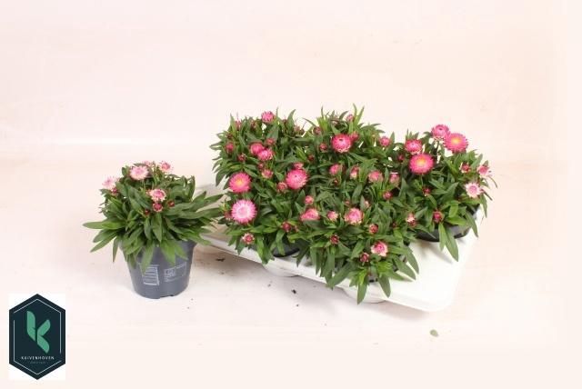 <h4>XEROCH BR CRIS PINK</h4>