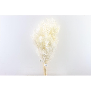 Pres Ruscus 5pcs Bleached Bunch
