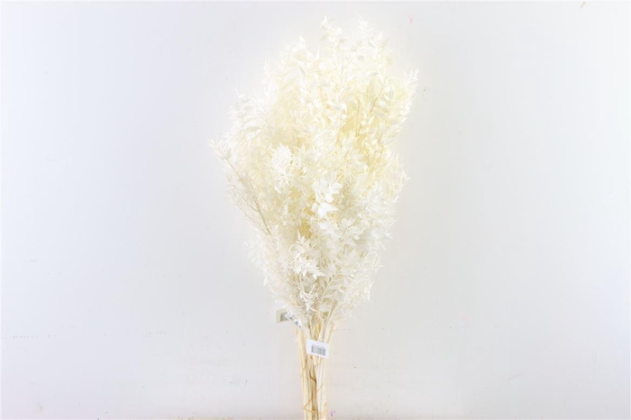 <h4>Pres Ruscus 5pcs Bleached Bunch</h4>