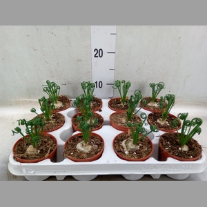 Albuca spiralis 'Frizzle Sizzle'