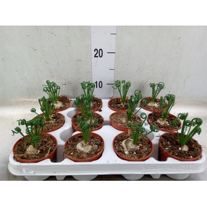 Albuca spiralis 'Frizzle Sizzle'