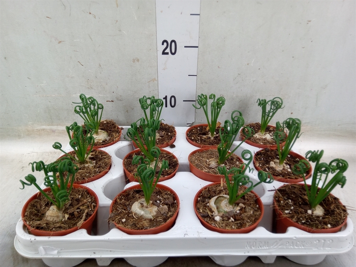 <h4>Albuca spiralis 'Frizzle Sizzle'</h4>