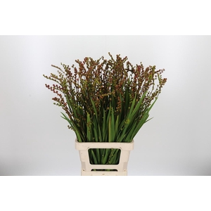 Crocosmia Klbl Met Bes