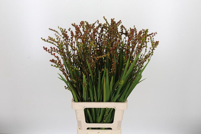 <h4>Crocosmia Klbl Met Bes</h4>