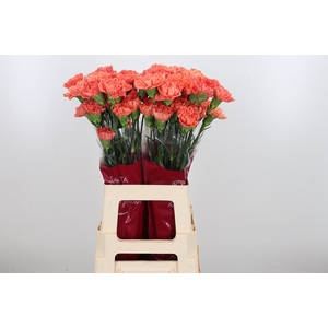 Di St Hermes Orange