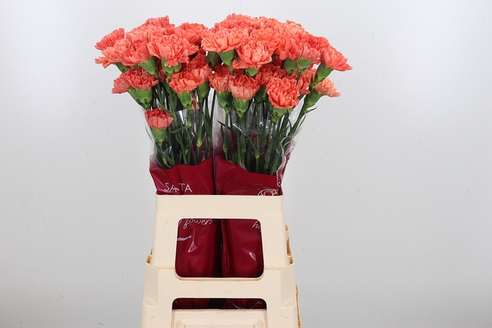 Di St Hermes Orange