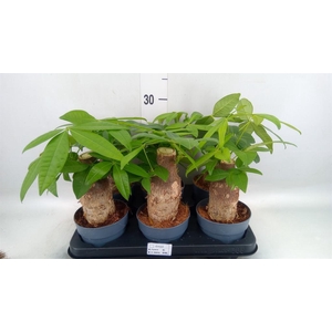 Pachira aquatica
