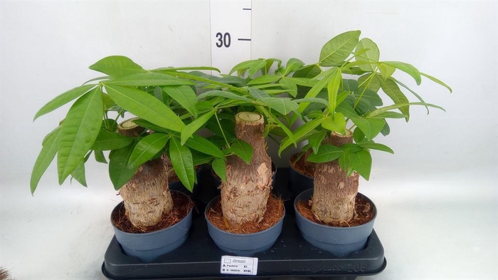 <h4>Pachira aquatica</h4>