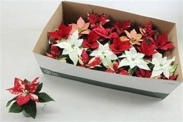 <h4>EUPHOR P GEM</h4>