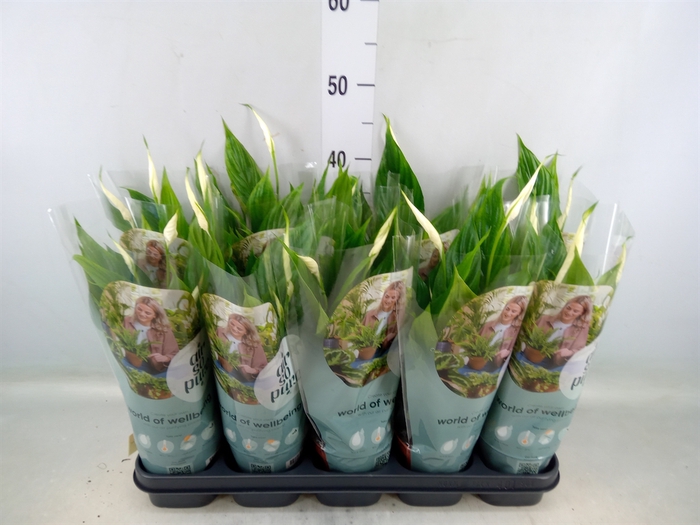 <h4>Spathiphyllum  'Torelli'</h4>