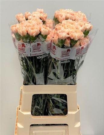 <h4>Di St Apple Tea</h4>