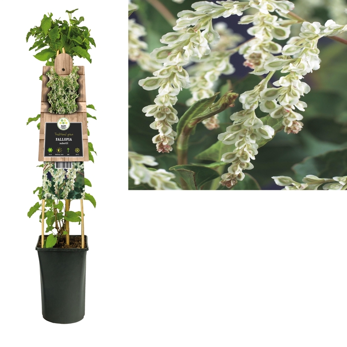 <h4>Fallopia aubertii +3.0 label</h4>